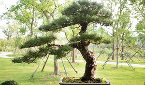 Beginner Bonsai Starter Kit: Where to Buy, Pros, Cons, and Expert Tips from Japan image
